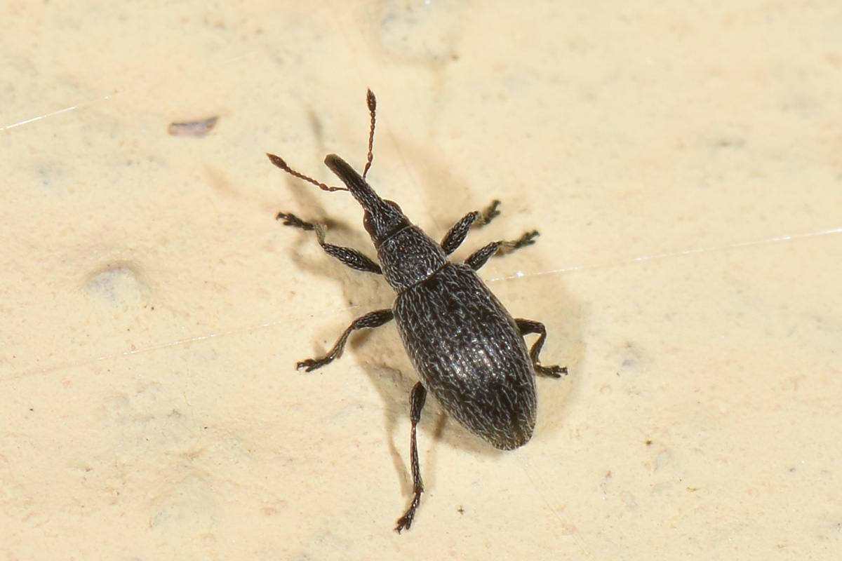 Apionidae: Catapion seniculus